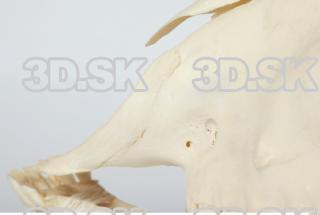 Skull Sheep - Ovis aries 0064